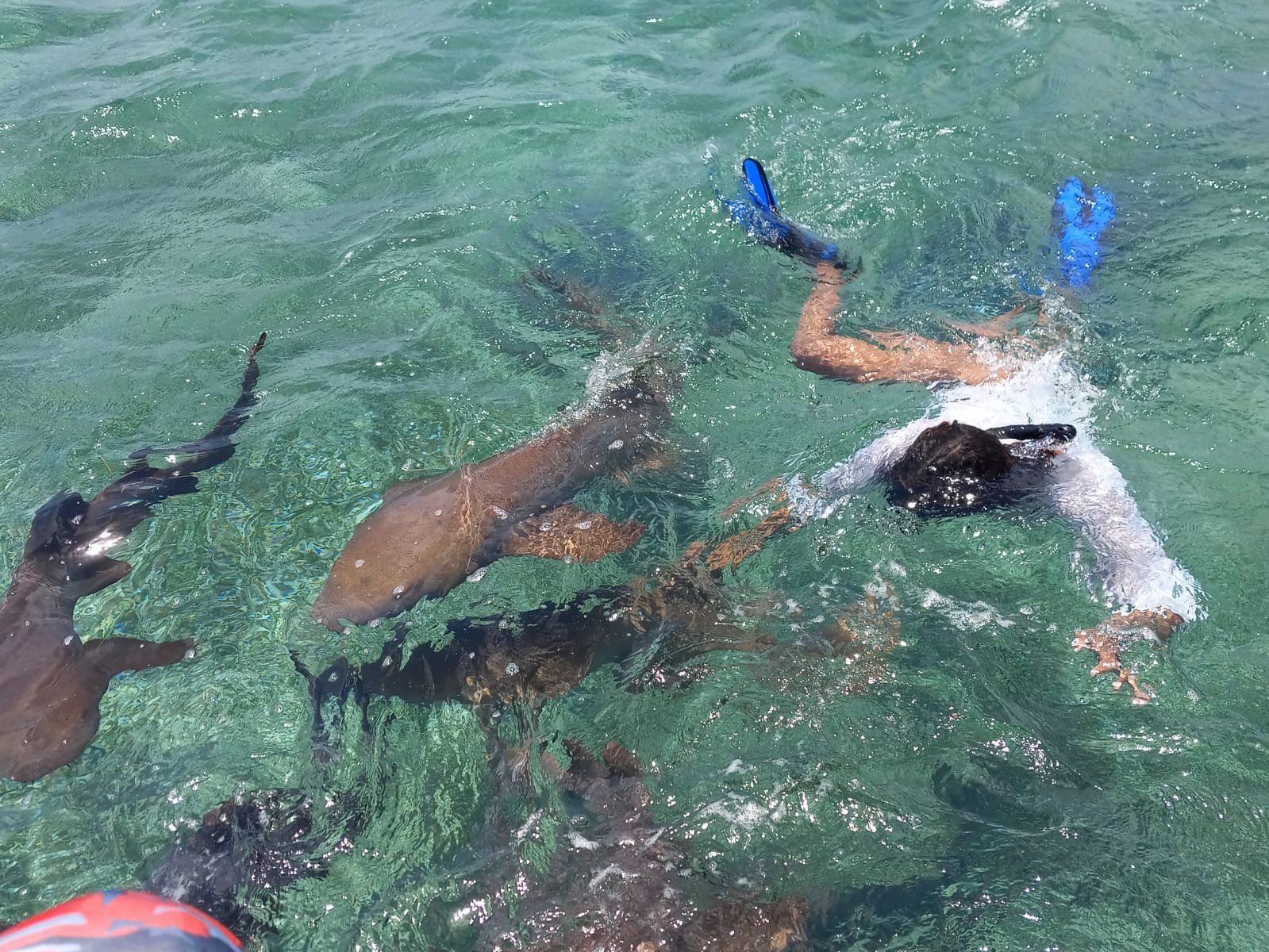 Ambergris Caye Explorer: Reefs, Ruins & Relaxation (10 Days / 9 Nights)