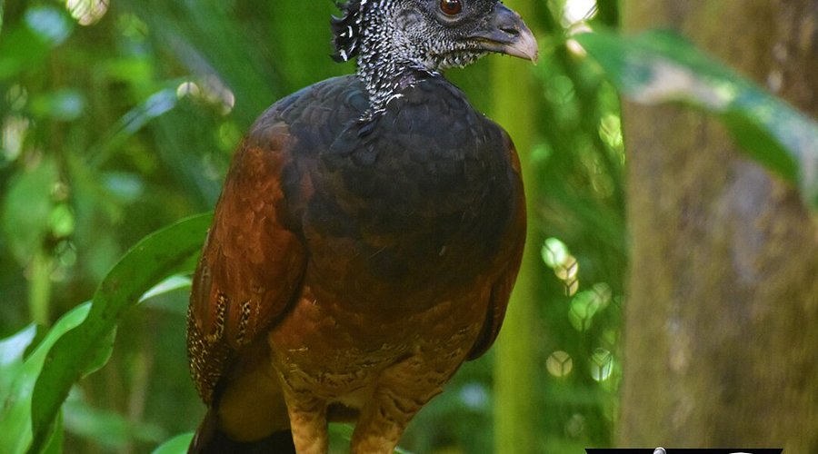 The Belize Zoo – Witness the Majesty of Belize's Wildlife!