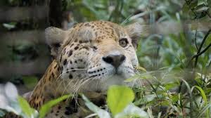 The Belize Zoo – Witness the Majesty of Belize's Wildlife! 3