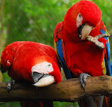 The Belize Zoo – Witness the Majesty of Belize's Wildlife! 4