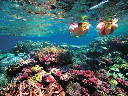 Snorkeling Coral Gardens, Tarpon Feeding & Manatee Watching from Belize City