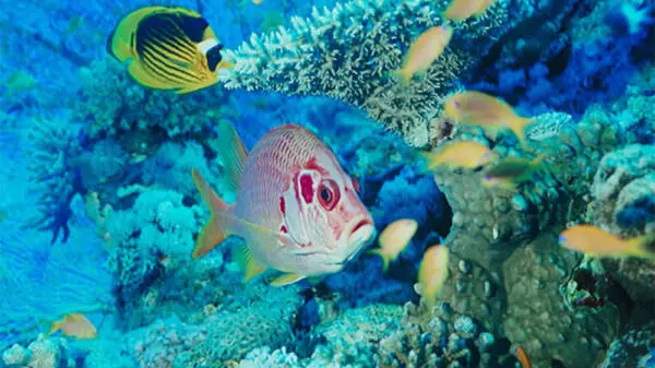 Snorkeling Coral Gardens, Tarpon Feeding & Manatee Watching from Belize City 4