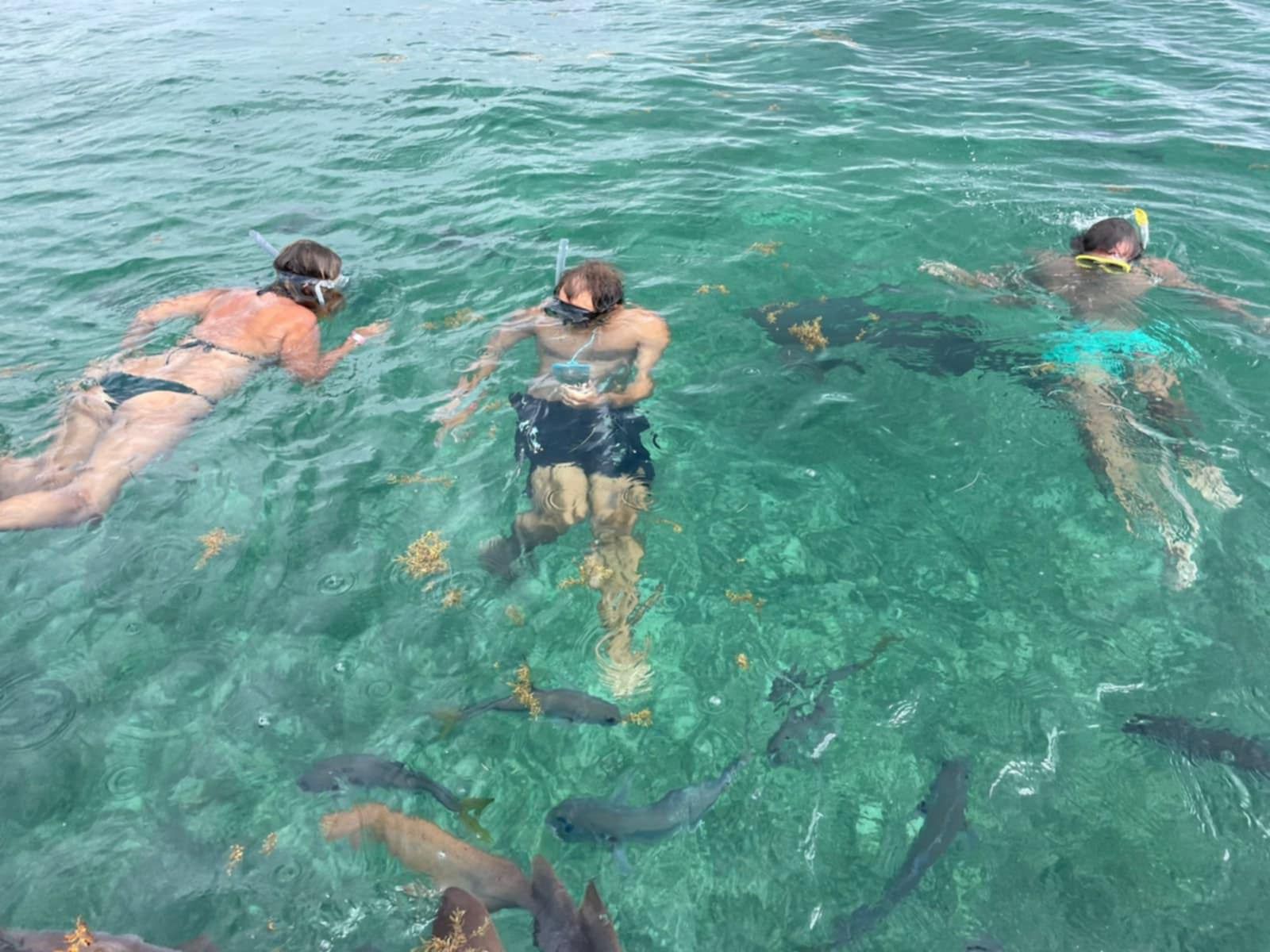Snorkeling Coral Gardens, Tarpon Feeding & Manatee Watching from Belize City 5