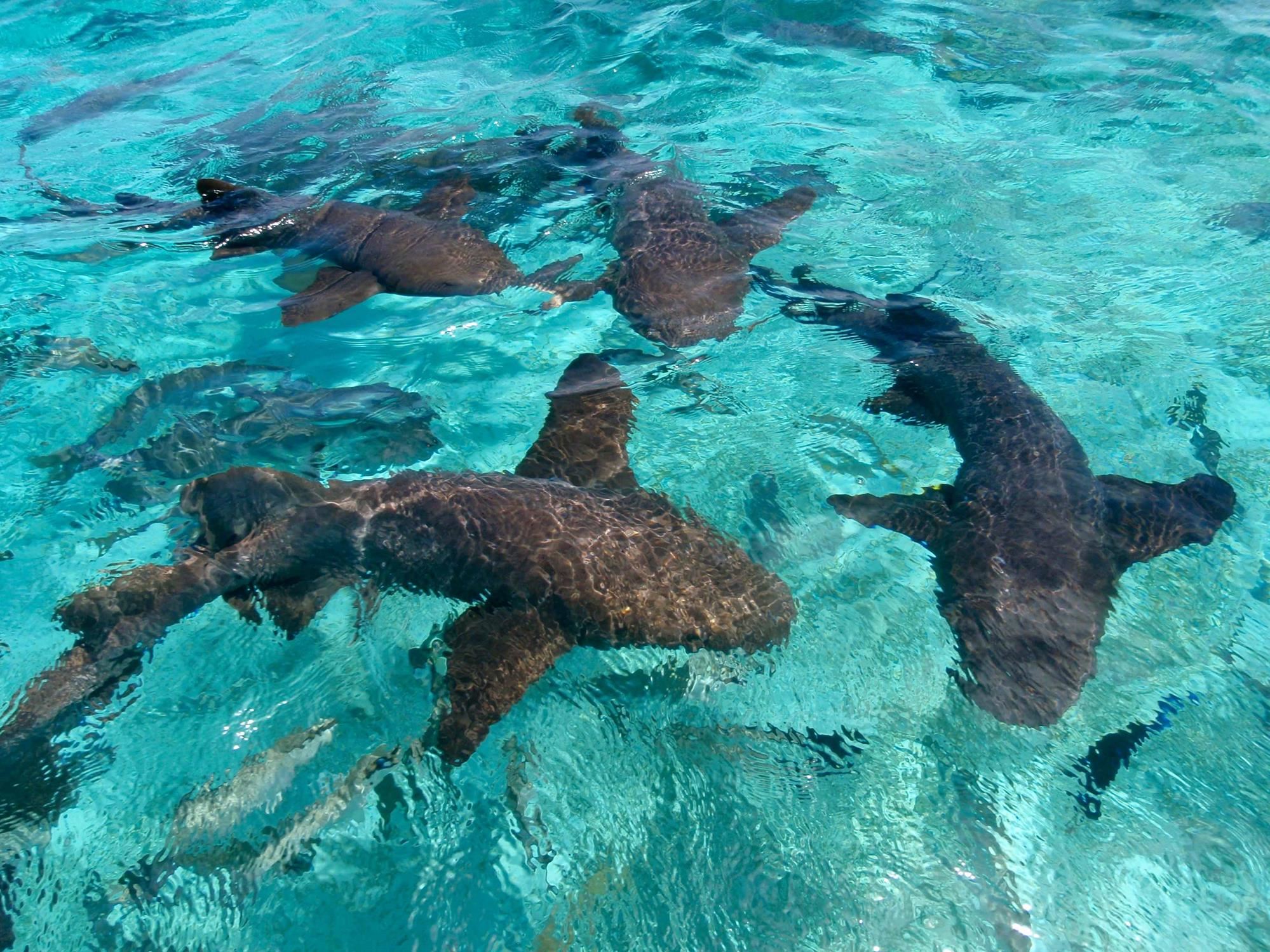 Hol Chan Marine Reserve and Shark Ray Alley