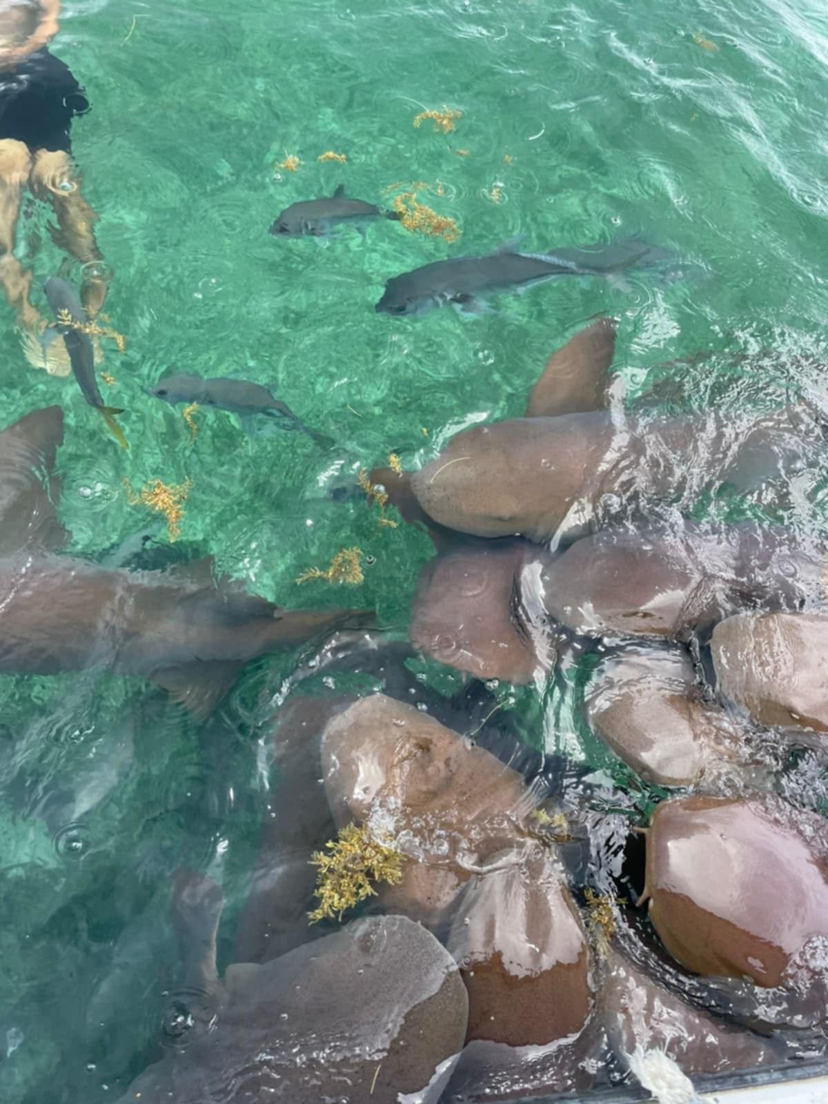 Hol Chan Marine Reserve and Shark Ray Alley 10