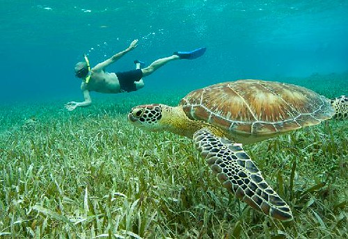 Hol Chan Marine Reserve and Shark Ray Alley 2