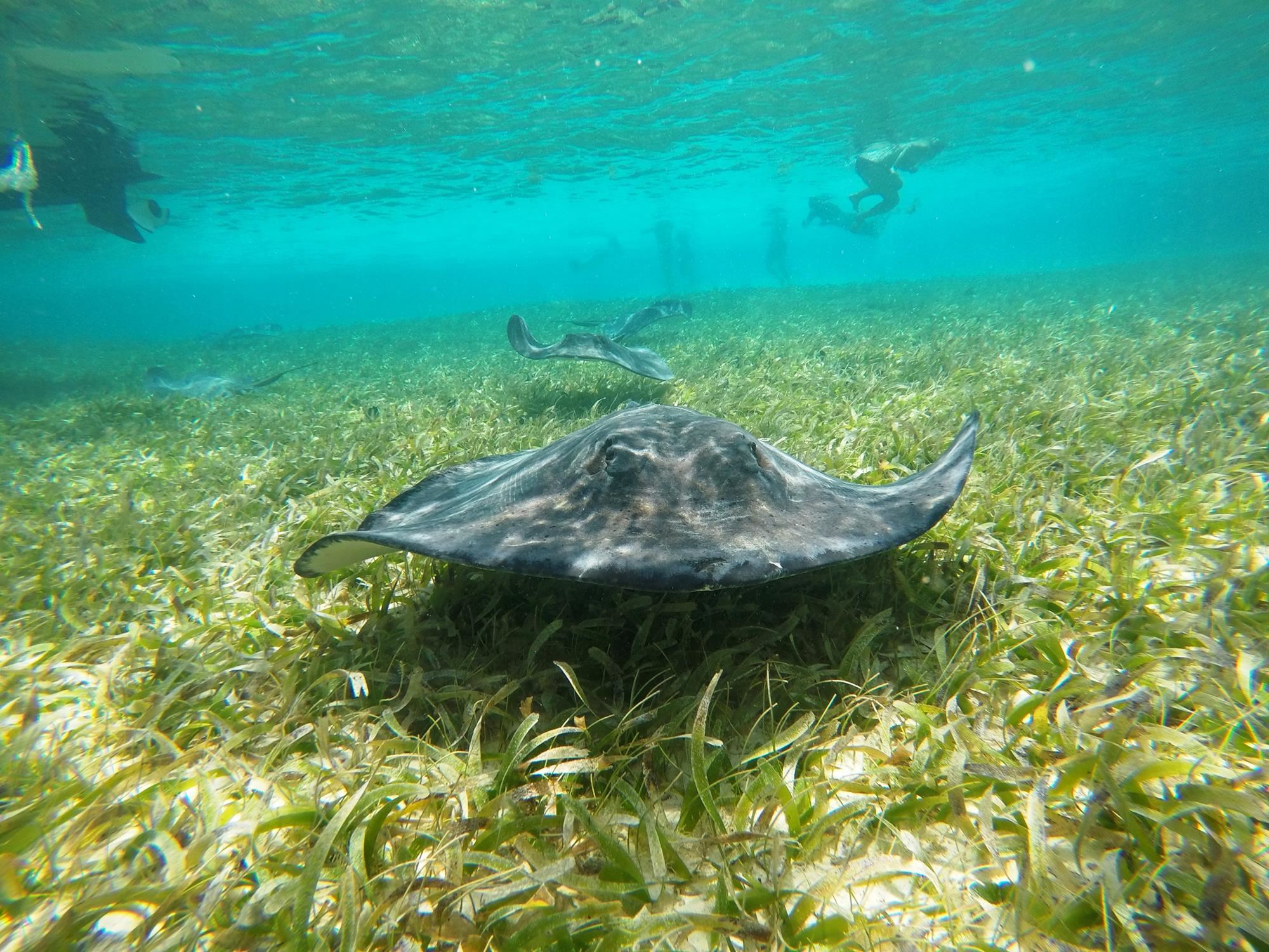 Hol Chan Marine Reserve and Shark Ray Alley 5