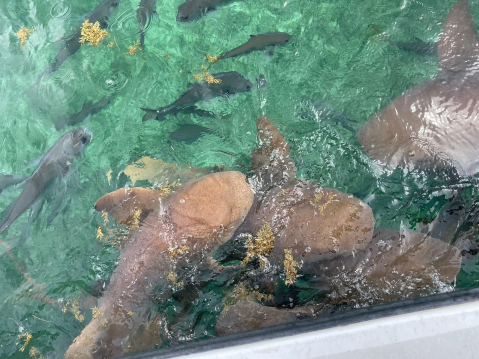 Hol Chan Marine Reserve and Shark Ray Alley 9