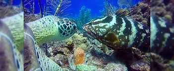 Mexico Rocks Snorkel Adventure 4