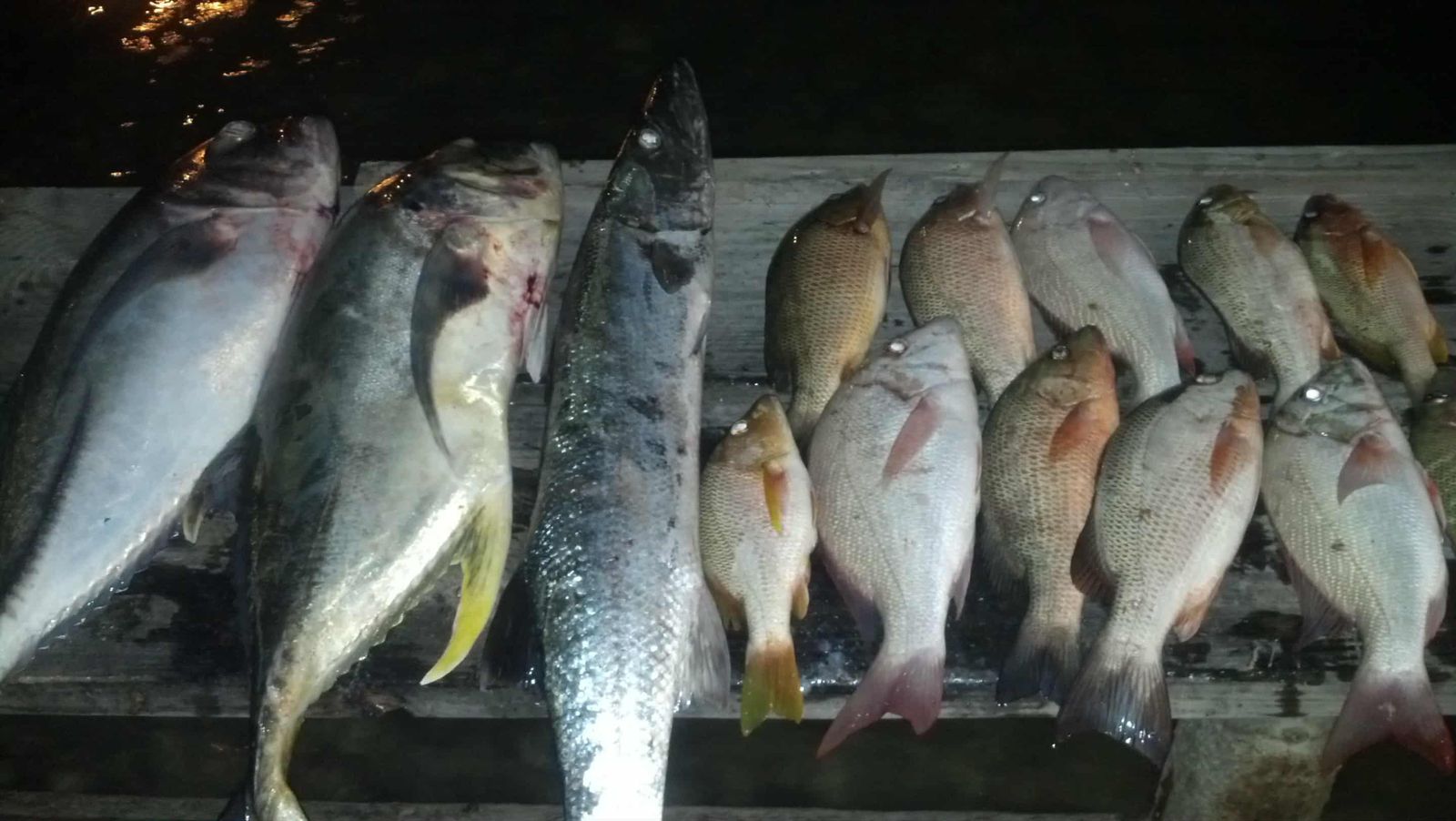 Belize Reef Fishing 2