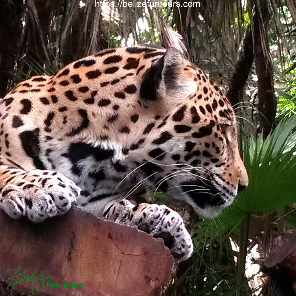 The Belize Zoo