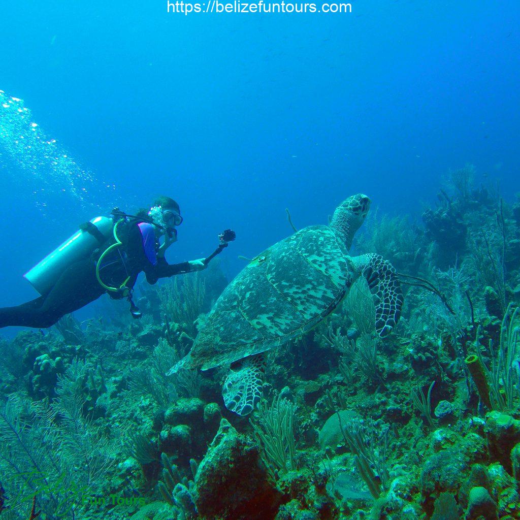 Belize Scuba Diving