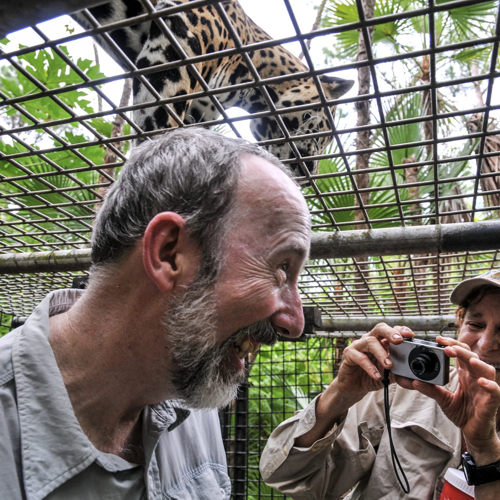 The Belize Zoo Jaguar Encounter
