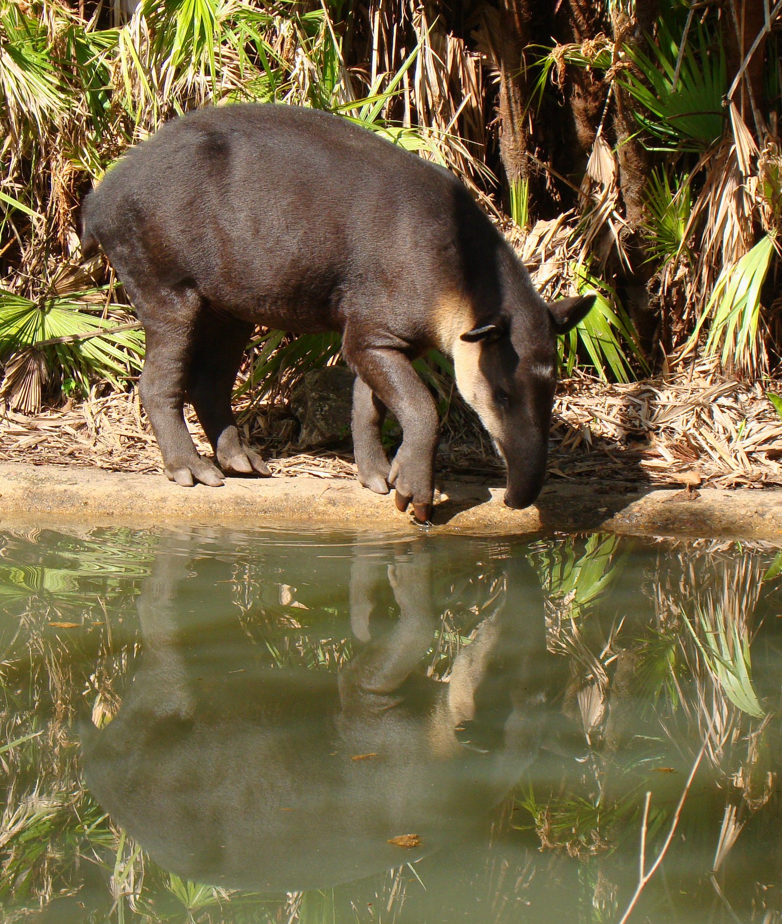 The Belize zoo tapir